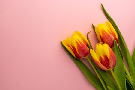 selective focus, yellow-red tulips for womens holiday