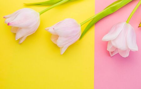 selective focus, soft pink Tulip on a colored pink and yellow paper backgroundの写真素材