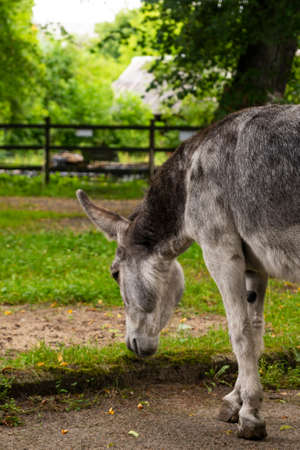 a young grey donkey among the greenery on a farm, copyspaceの写真素材