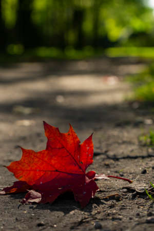 selective focus. a single fallen red maple leaf on the ground, copyspace. on the background of green grassの写真素材