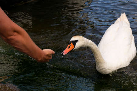 selective focus: a live white Swan in its natural habitat, on the waterの写真素材