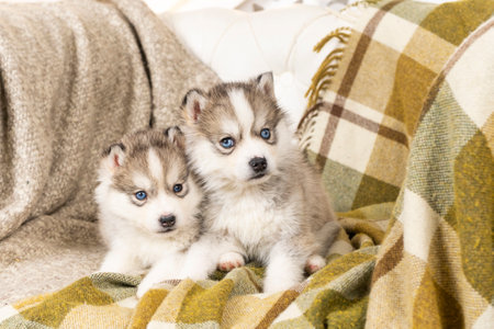 very small husky puppies. with a black nose and blue eyes