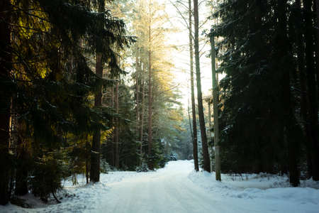 selective focus. snow mixed forest with coniferous trees and trails in the Leningrad region.の写真素材