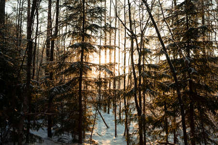 selective focus. snow mixed forest with coniferous trees and trails in the Leningrad region. January...