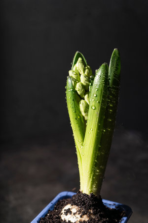 hyacinth flower, growing and blooming close-up on dark background, copyspaceの写真素材