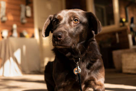happy big dog on the veranda of a country houseの写真素材