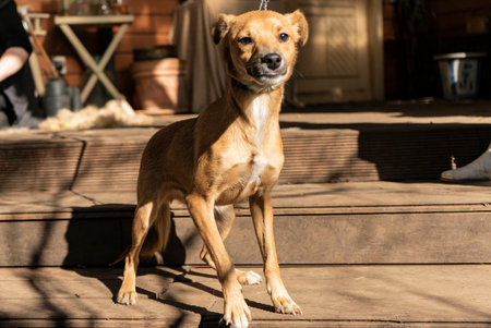 happy small dog on the veranda of a country houseの写真素材