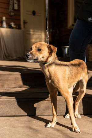 happy small dog on the veranda of a country houseの写真素材