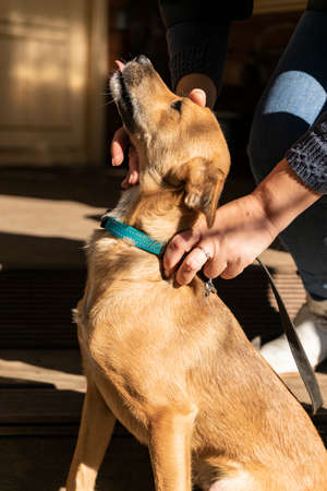 happy small dog on the veranda of a country houseの写真素材