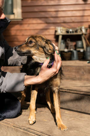 happy small dog on the veranda of a country house, autumn theme. warm shade. copyspace