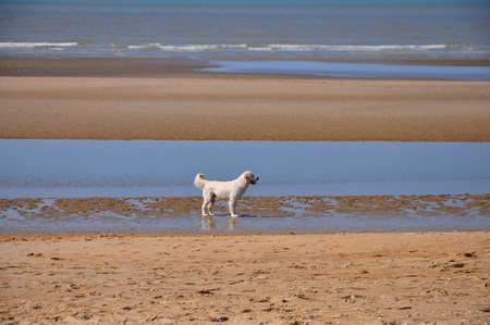 White Retriever on the beachの写真素材