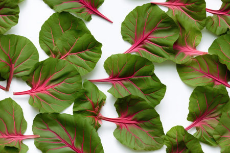 Leaves of beetroot isolated on white background. Top view.の素材