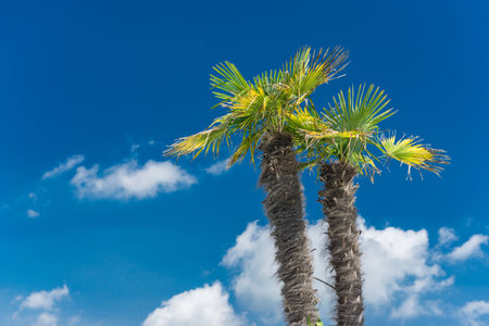 Palm trees in front of a blue skyの写真素材