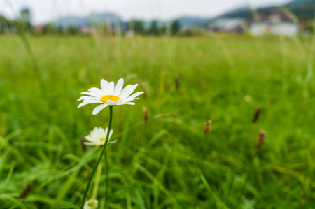 Daisies on flower meadowの写真素材