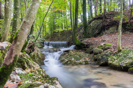 Autumn forest with creekの写真素材