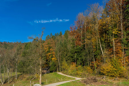 Autumn forestの写真素材