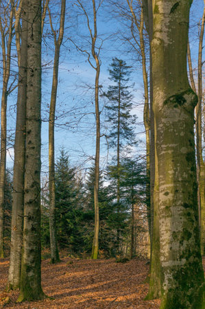 Autumn forest in Halleinの写真素材