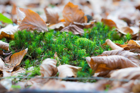 Leaves on the groundの写真素材