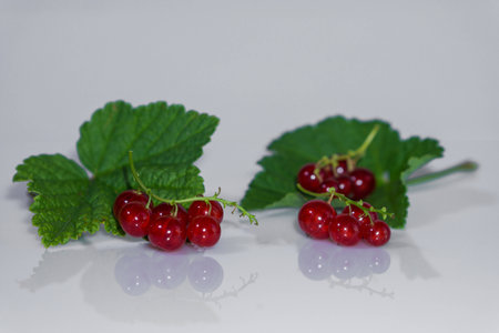 currantsの写真素材