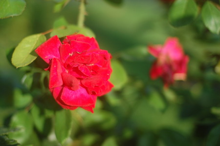 Red roseの写真素材