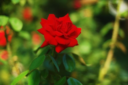 Red roseの写真素材