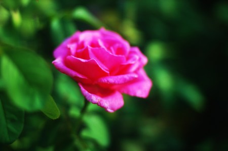 pink roseの写真素材