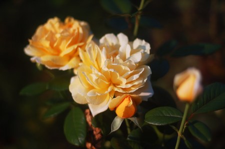 rosesの写真素材