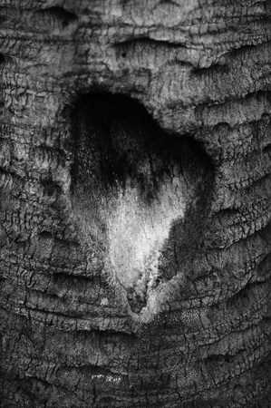 the cry of the treesの写真素材