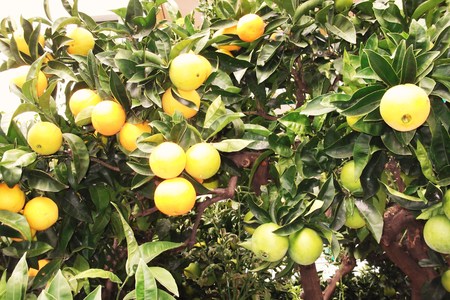 orangeryの写真素材