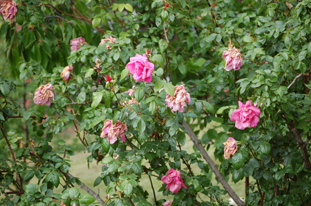 flowered rose gardenの写真素材