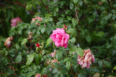 pink roseの写真素材
