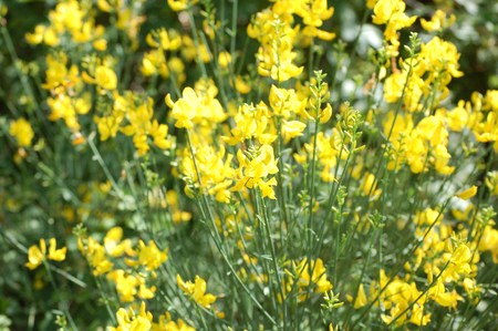 broomsの写真素材