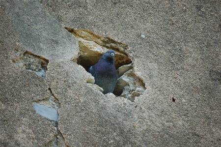 pigeon in the nestの写真素材
