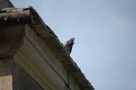 Two pigeonsの写真素材