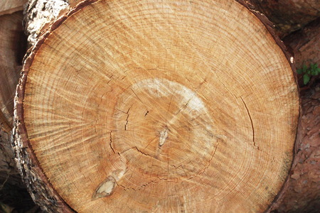 cut treeの写真素材