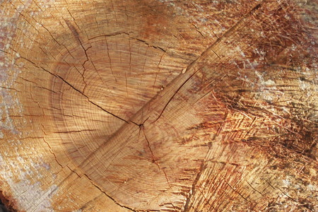 cut treeの写真素材