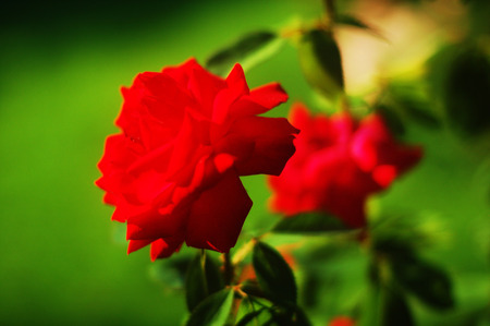 roses in the rose garden of Nervi in Genoa, Liguria, Italyの写真素材