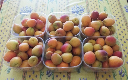apricots in season in packsの写真素材