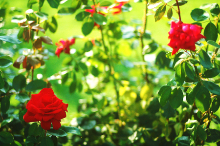 roses in the rose garden of Nervi in Genoa, Liguria, Italyの写真素材