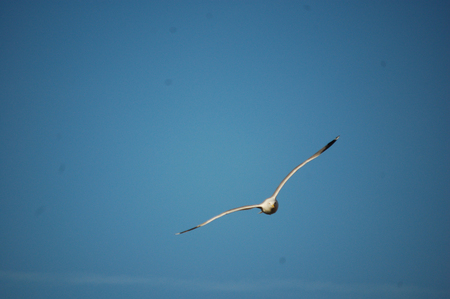 seagull in flightの写真素材