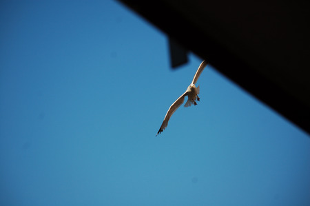 seagull in flightの写真素材