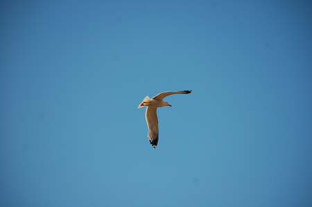 seagull in flightの写真素材