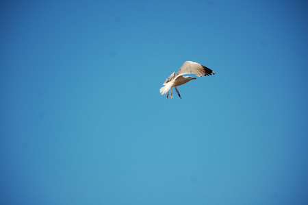 seagull in flightの写真素材