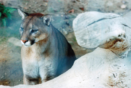 animals at the zooの写真素材