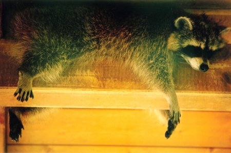raccoon  close up background.の写真素材