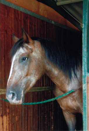 horse in the stableの写真素材