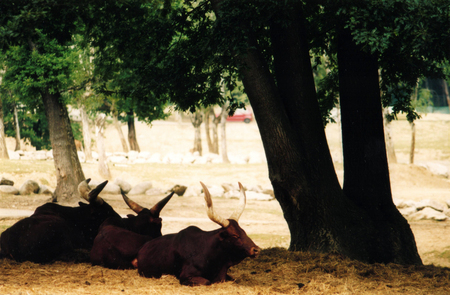 animals at the fieldの写真素材