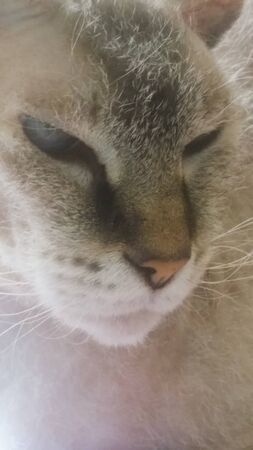 close-up of a domestic cat