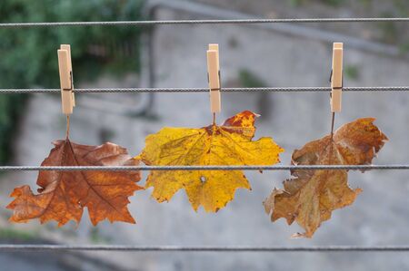 dried chestnut leaves in autumnの写真素材
