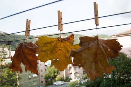 dried chestnut leaves in autumnの写真素材